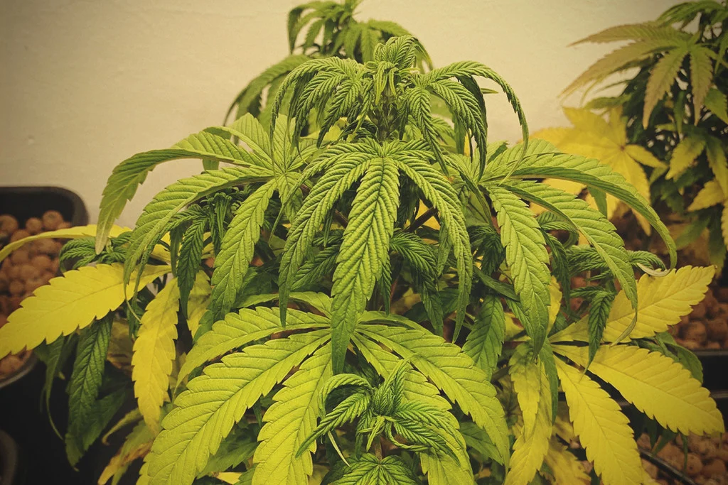 Cannabis Leaf Curl Up