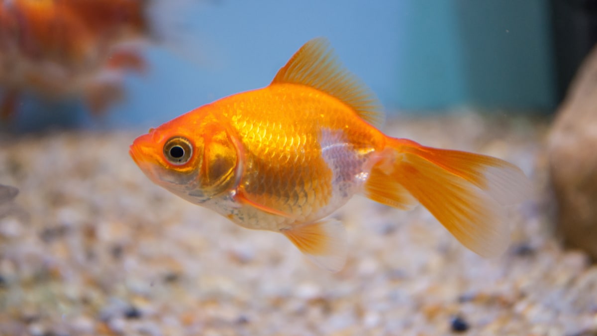 Goldfish Eye Bulge