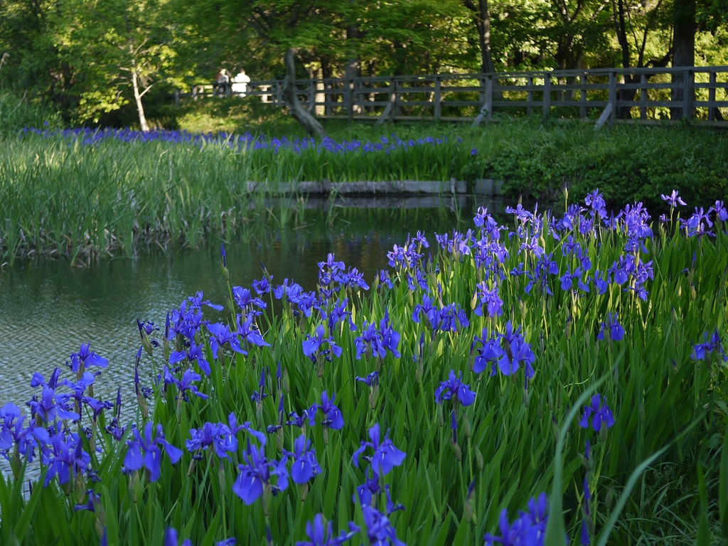 Water Irises