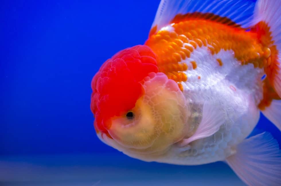 Big Head Goldfish
