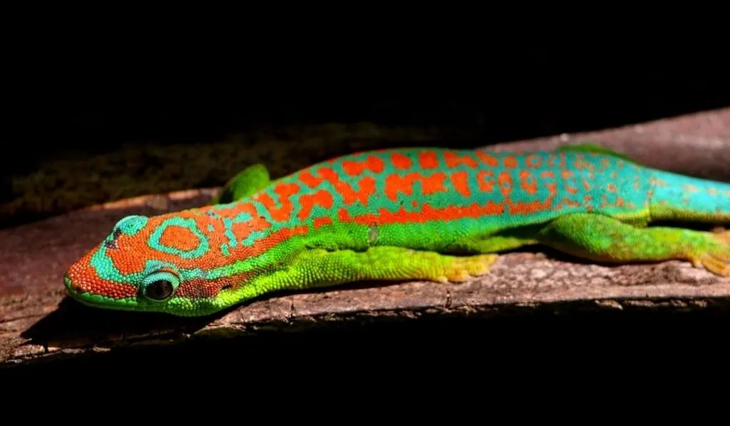 Geckos Change Colors