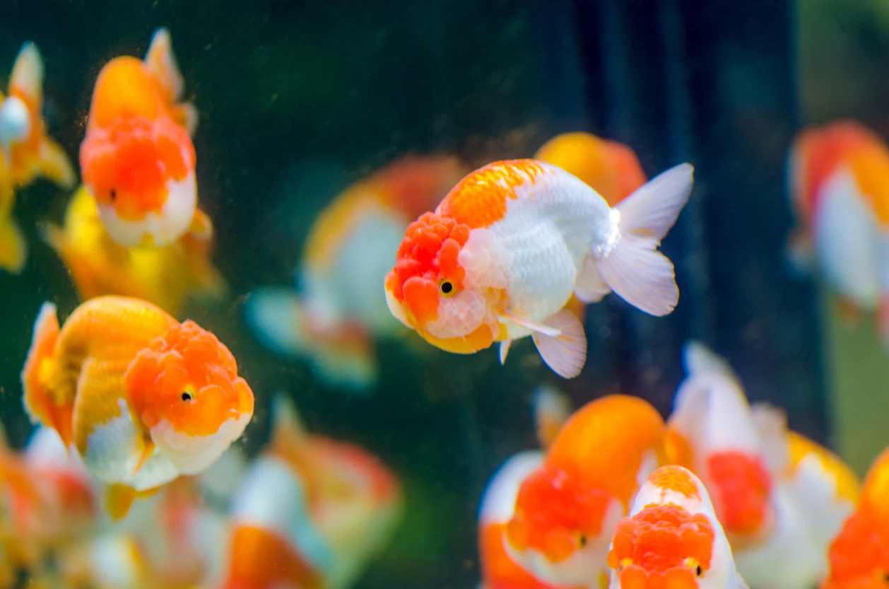 Chubby Goldfish Healthy